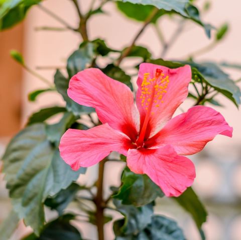 pink flowering hibiscus growing in an outdoor container against a pale pink stucco wall