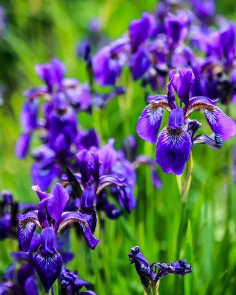 purple irises blooming outdoors