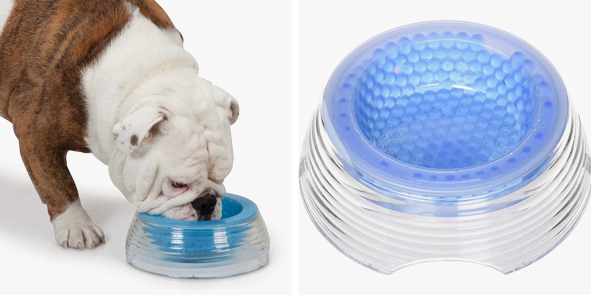 This Cooling Bowl Keeps Your Dog’s Water Cold Through the Summer Heat