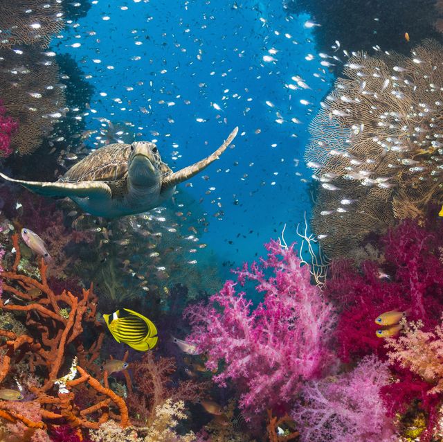 Gorgeous Photos Of Sea Life That Will Take Your Breath Away