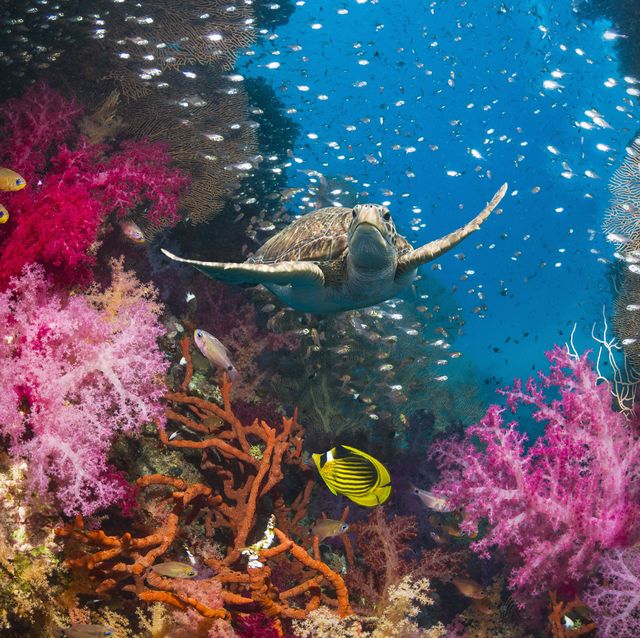 Gorgeous Photos of Sea Life That Will Take Your Breath Away
