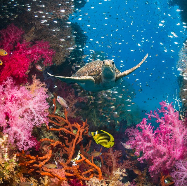 Gorgeous Photos Of Sea Life That Will Take Your Breath Away