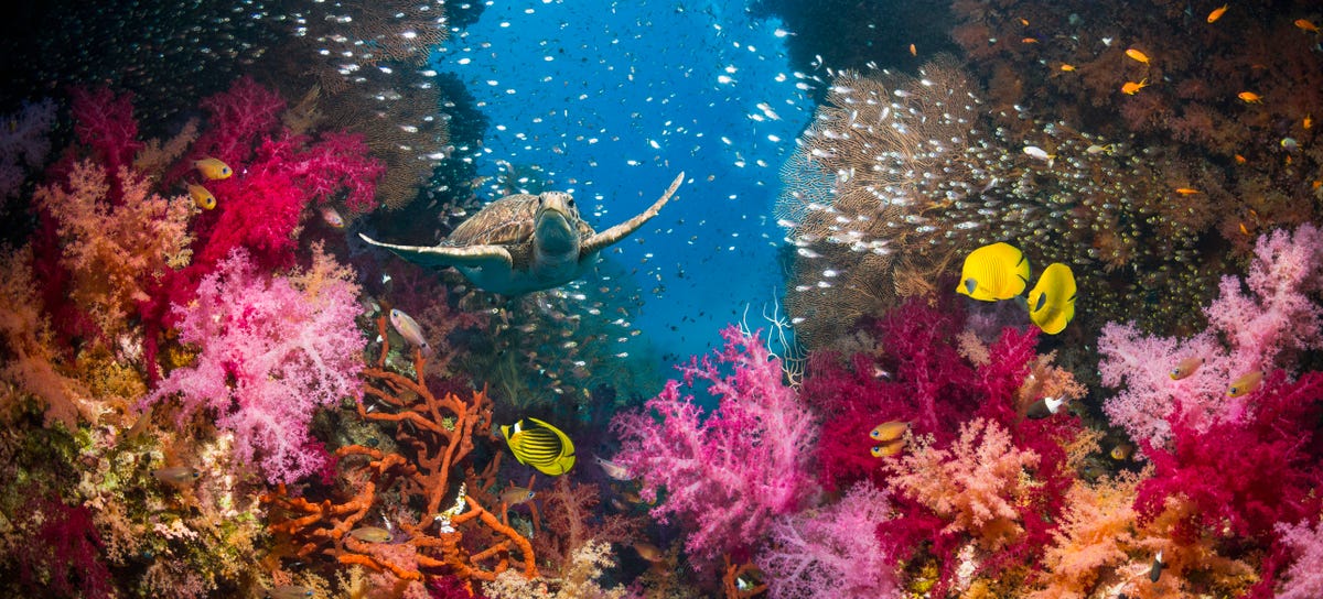 Gorgeous Photos of Sea Life That Will Take Your Breath Away