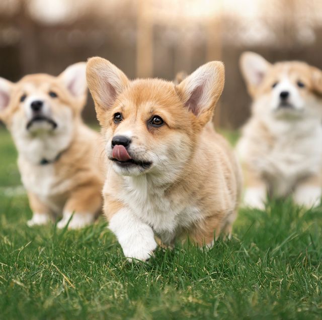 a corgi café is opening in london to celebrate the queen’s platinum jubilee