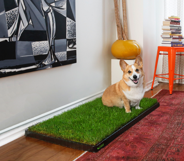 DoggieLawn Subscription Box Delivers A Backyard So Your Dog Can Go To ...