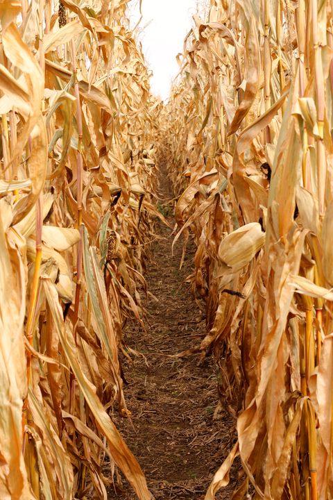 25 Best Corn Mazes Near Me - The Best Haunted and Family ...