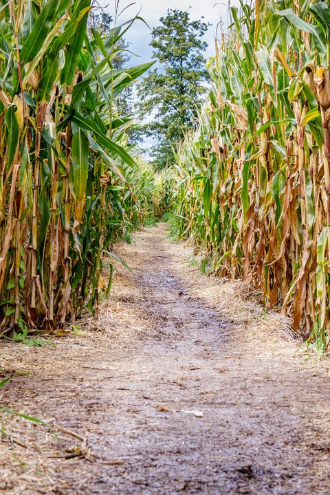 31 Best Corn Mazes Near Me - Best Haunted and Family ...