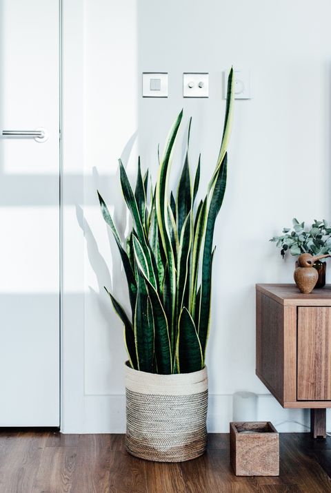 15 Best Living Room Plants Living Room Indoor Plants To Buy Now