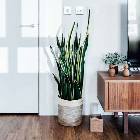 12 Best Air Purifying Plants Houseplants That Purify The Air