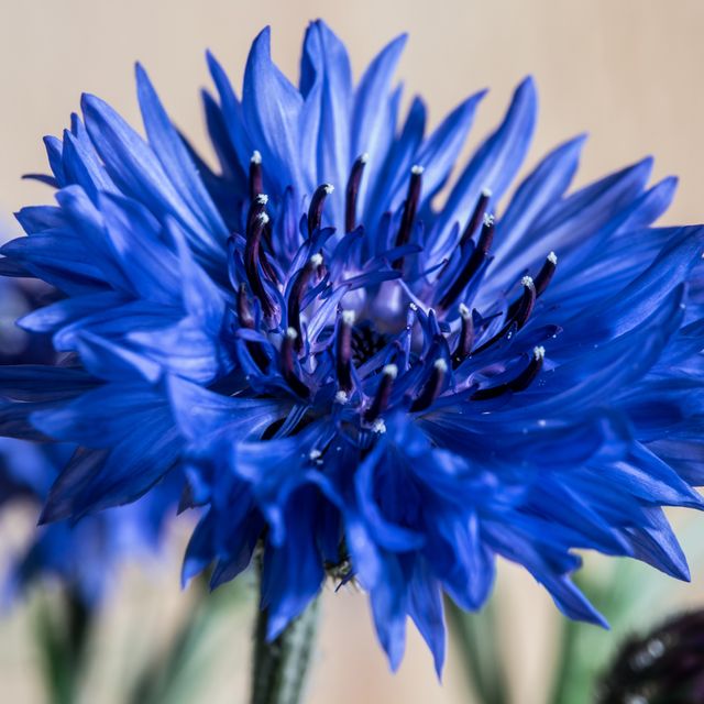 cornflower blue   july flower