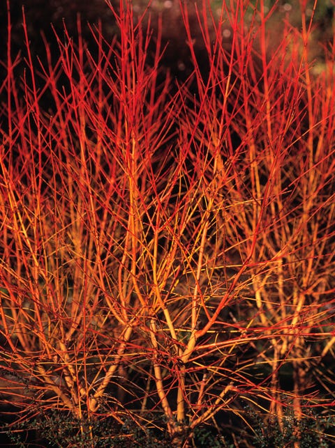 Cornus sanguinea 'Midwinter Fire'