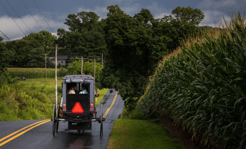 Vehicle, Mode of transport, Motor vehicle, Transport, Asphalt, Grass, Tree, Public utility, Rural area, Shrub, 