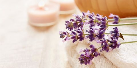Lavender, Lilac, Purple, Flower, Plant, English lavender, Lavender, Petal, 