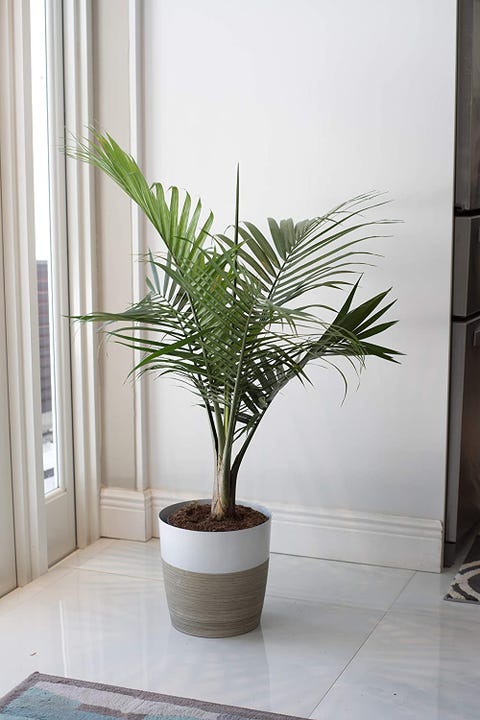 20 Best Indoor Trees for a Happier Home - Top Indoor Trees to Buy