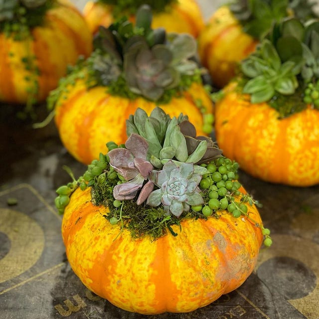 Costco Has New Succulent Gardens In Real Pumpkins That Are Perfect For The Thanksgiving Table