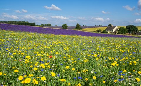 cotswolds lavender fields