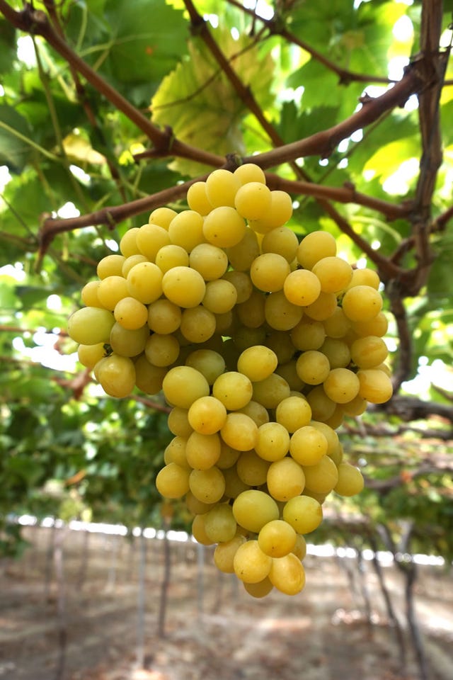 cotton candy grapes sams club