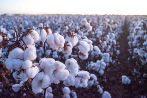 cotton plantation at sunset 2