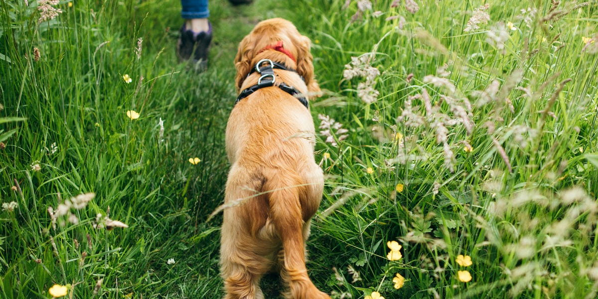 Dog Owners Urged to Follow 3 Rules When Walking in The countryside