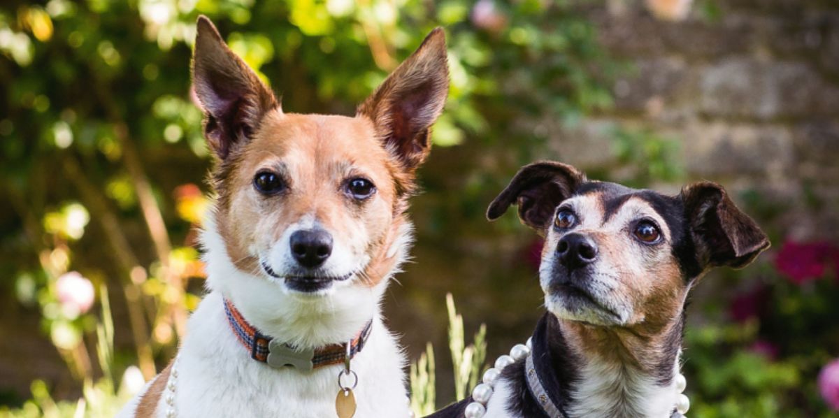 Camilla’s Rescue Dogs Star in New Photo Shoot