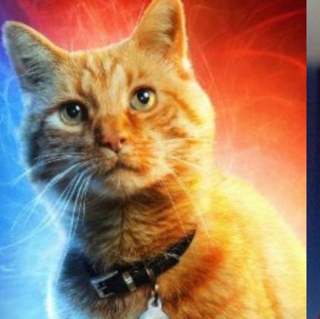 Felidae, Cat, Fictional character, Whiskers, Movie, Space, 