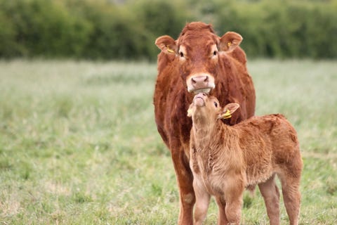 What Is Cow Cuddling? - Cow Huddling Trend Explained