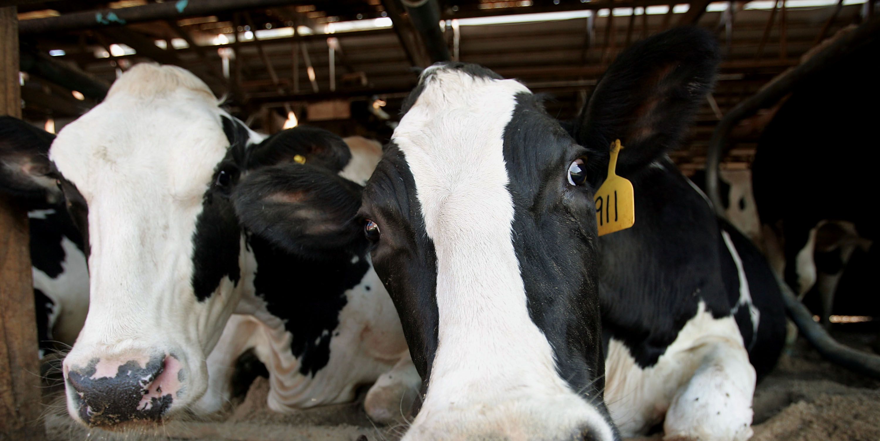 Michigan Dairy Farmers Are Slated to Start Transforming Milk Into Fuel