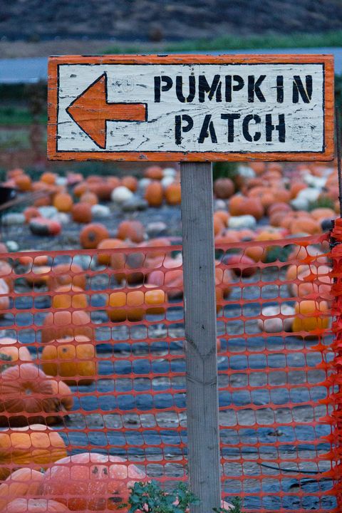 36 Best Pumpkin Farms Near Me 2020 - Pumpkin Picking Near Me