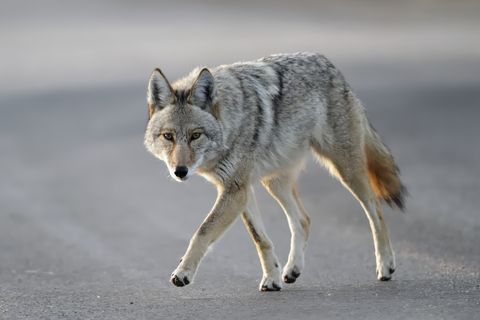 Coyote walking close