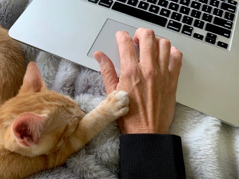 kat poes thuiswerken huisdier dier tijd stress tijdsdruk ontspannen kantoor thuis bureau bank