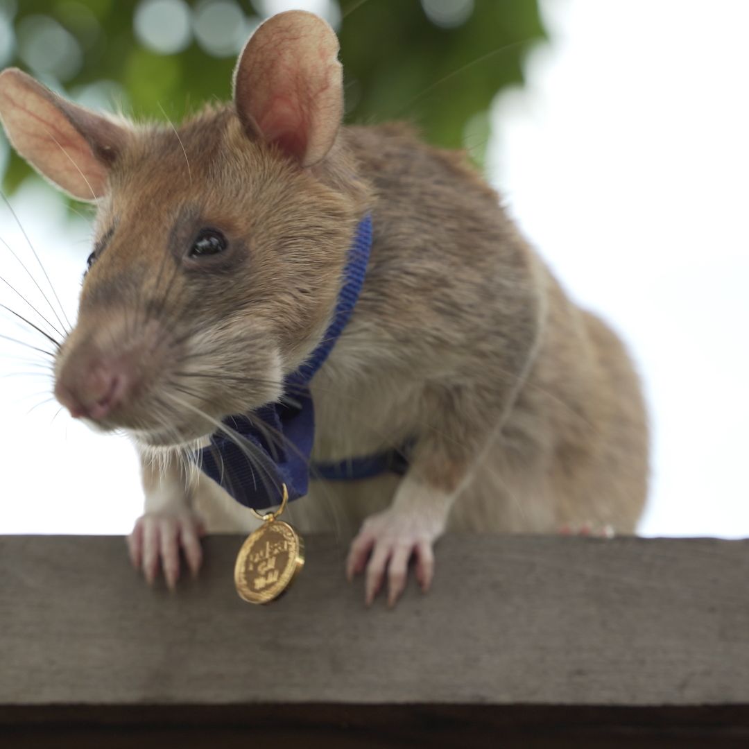 Magawa, the Explosives-Sniffing Rat Who Uncovered 71 Land Mines, Retires