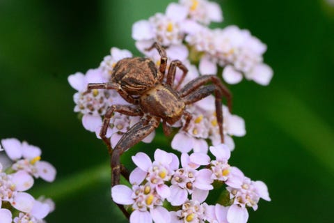 uk spiders – common crab spider