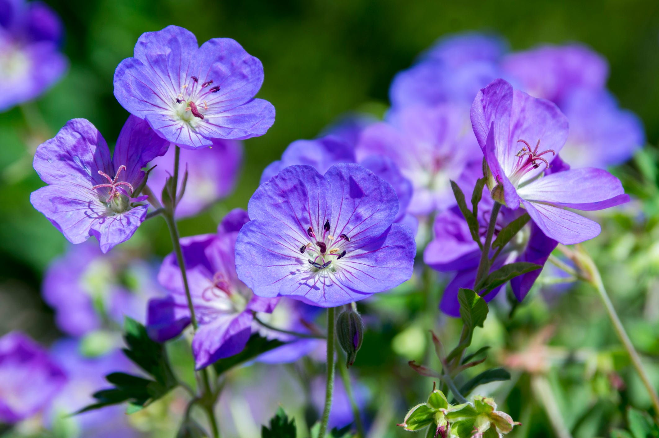 For a Hardy, Low-Maintenance Flower, Grow Perennial Geraniums