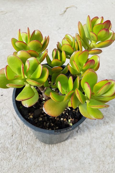 crassula ovata or known as money plant, jade plant or lucky plant