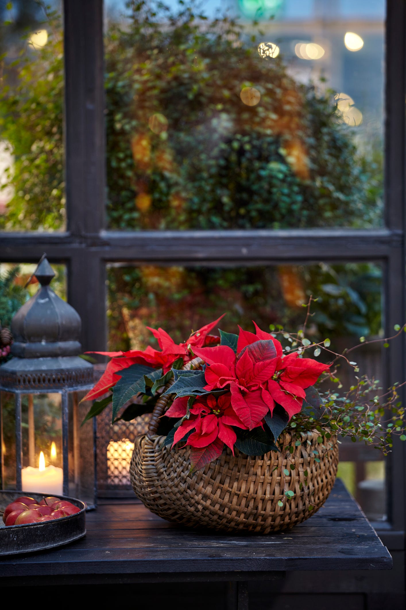 Popular Christmas Plants—and How to Keep 'Em Alive Till Santa Arrives