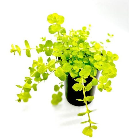 creeping Jenny creeping jenny