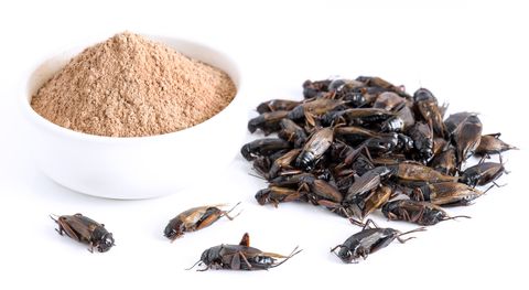 Cricket powder insect and pile Gryllus Bimaculatus for eating as food items made of cooked insect meat in bowl on white background is good source of protein edible for future and entomophagy concept.