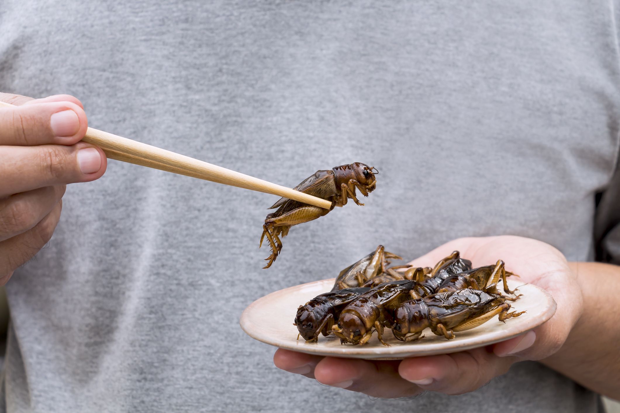 How Are Crickets Good For The Environment