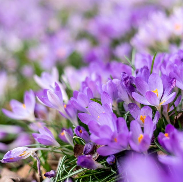 bright purple and white crocus flowers on the woodland floor a definite sign spring is on the way the whole woodland floor is converted in theses small and very delicate colourful flowers