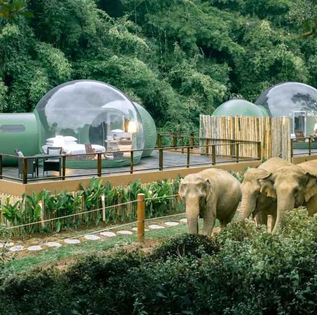 到泰國「雨林泡泡屋」和大象一起入眠、躺在被窩數星星！這些都是被救出的受虐象，需要你的愛