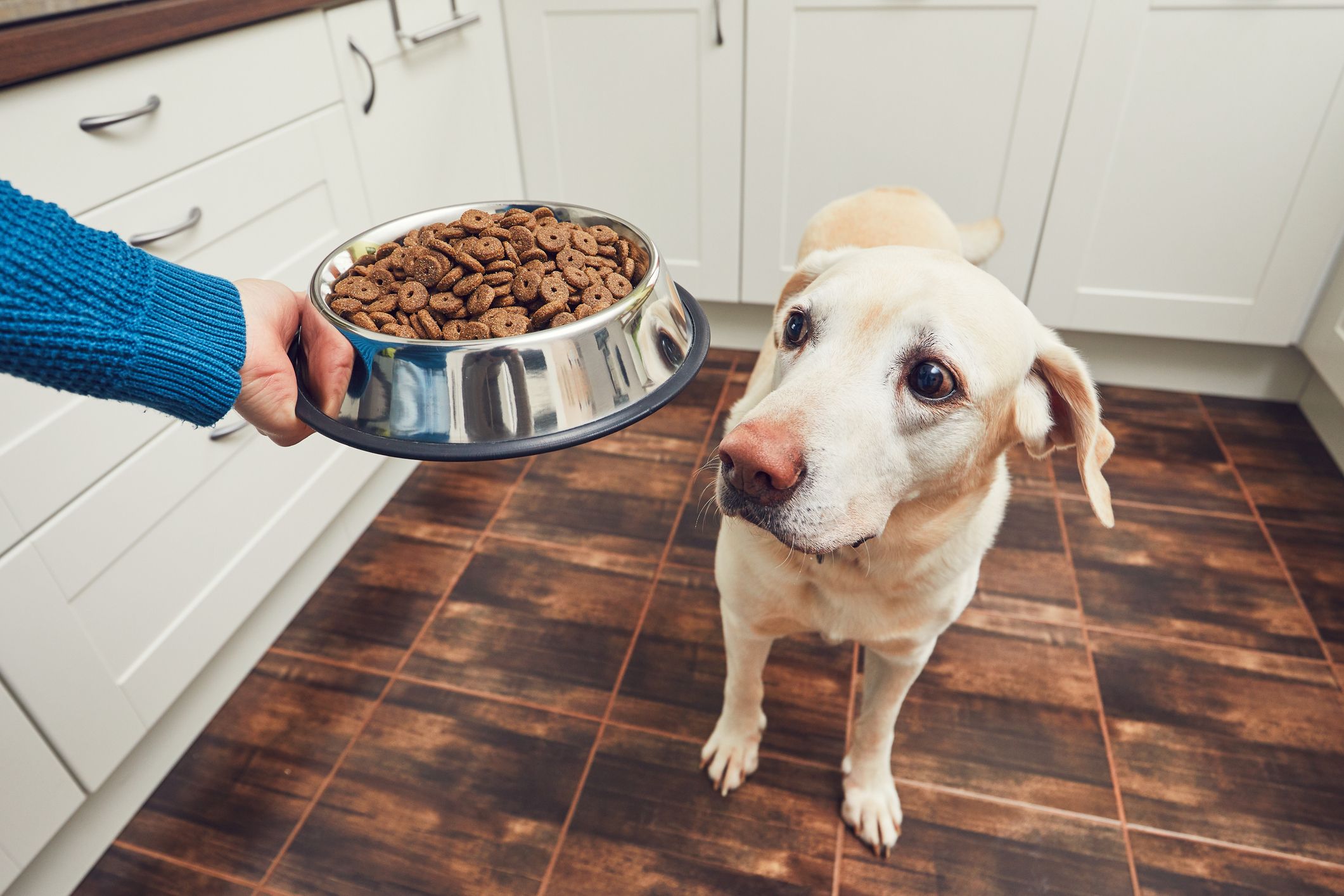 is dollar tree dog food safe