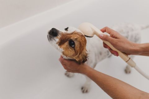 cropped hands of woman bathing dog in bathtub at bathroom