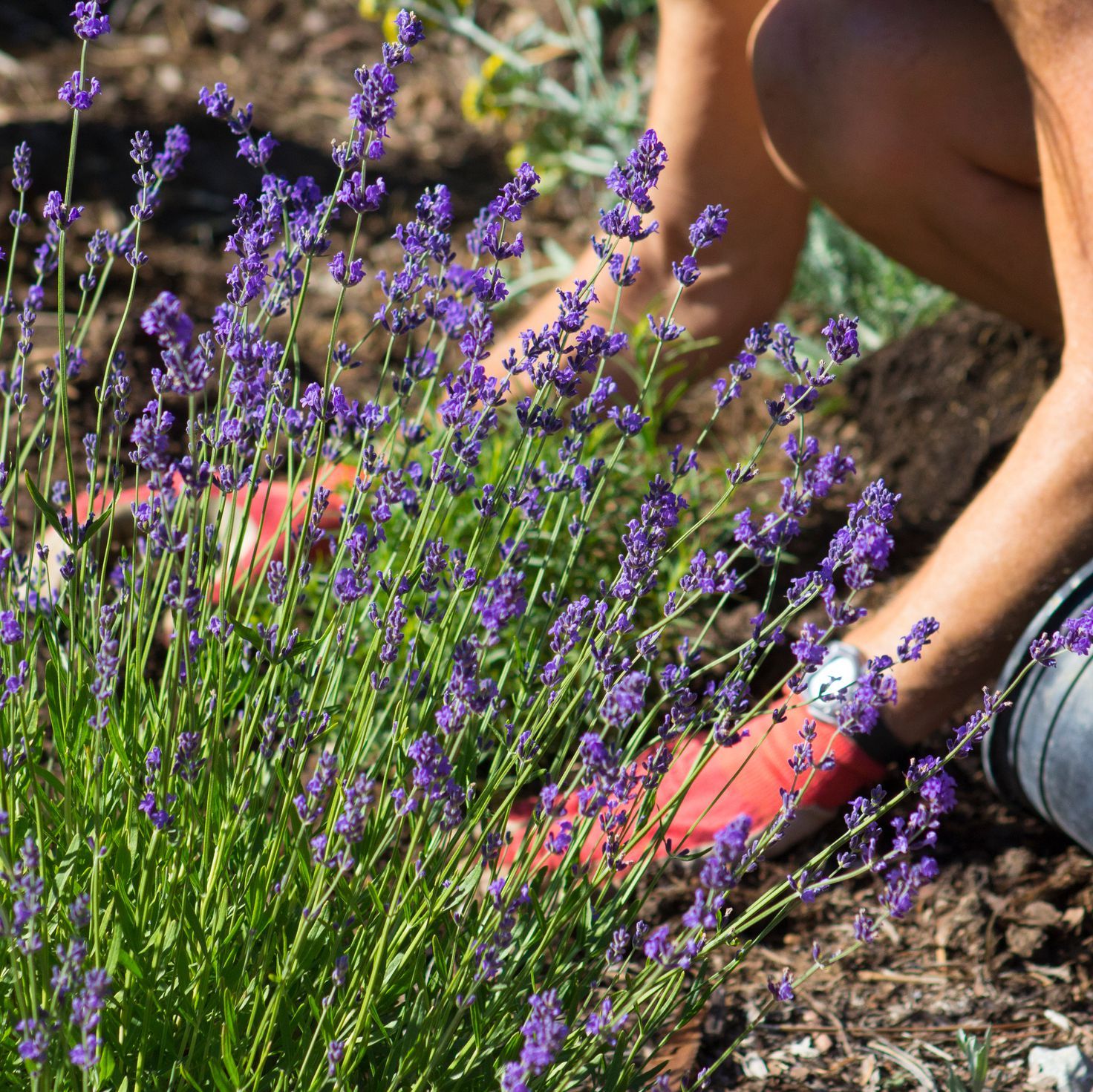 How To Grow Lavender In Your Garden Benefits Of Lavender