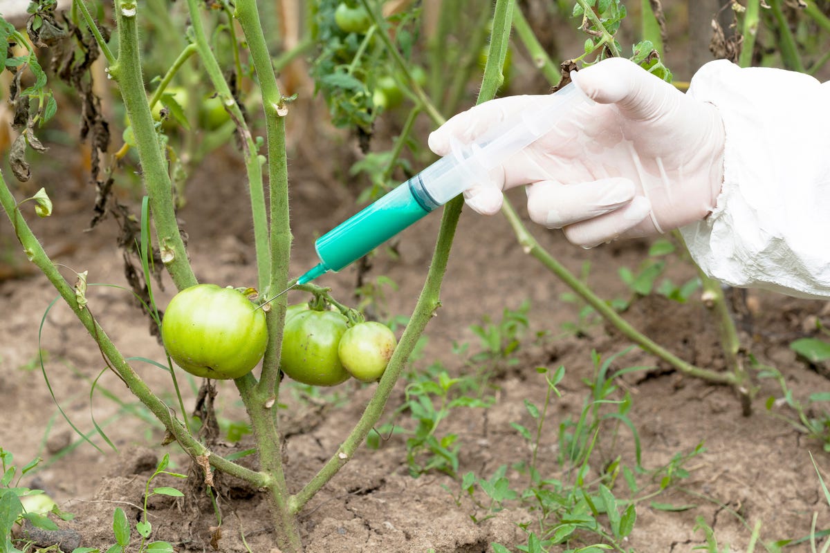 People With the Strongest Opinions About Genetically Modified Foods 