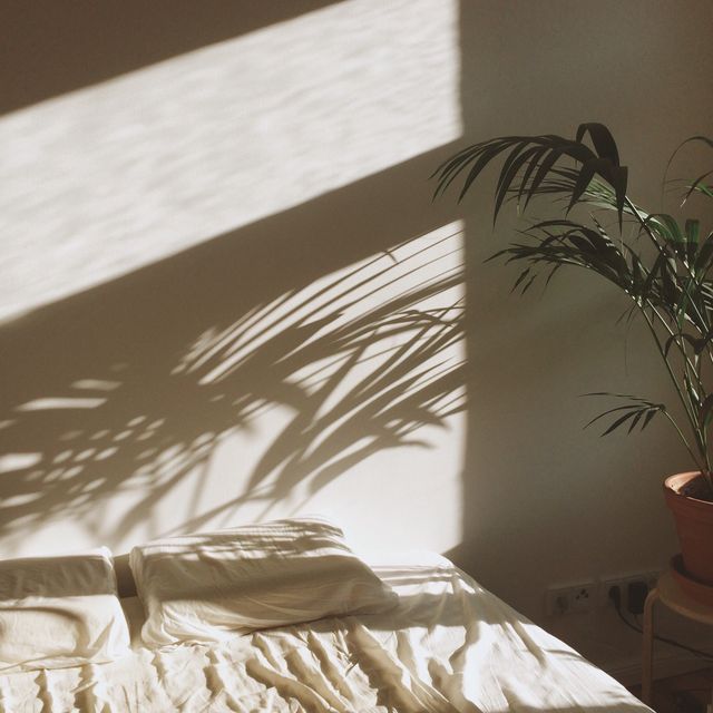 cropped potted plant with shadow against the wall