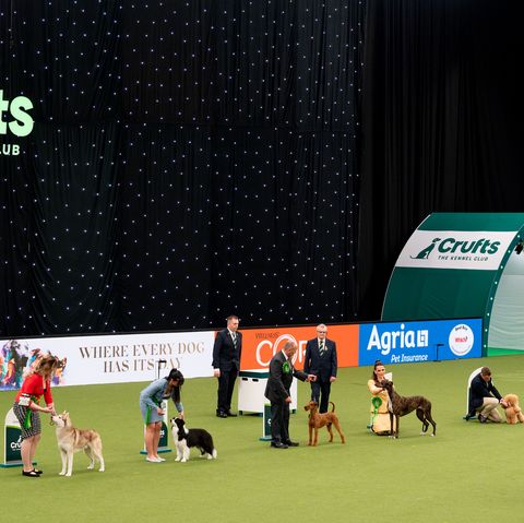 birmingham, england march 13 crufts best in show is judged at national exhibition centre on march 13, 2022 in birmingham, england crufts returns this year after it was cancelled last year due to the coronavirus pandemic 20,000 competitors will take part with one eventually being awarded the best in show trophy photo by shirlaine forrestgetty images