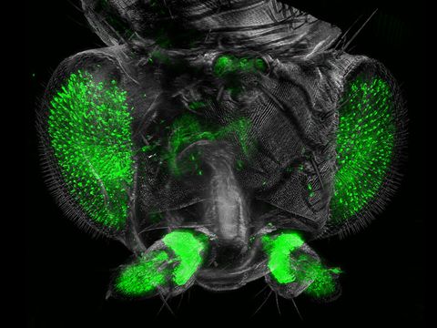 fruit fly vienna ultramicrscopy