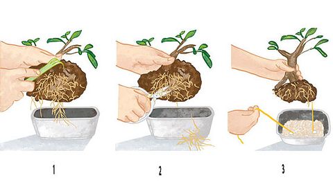 cómo cambiar la maceta de un bonsái