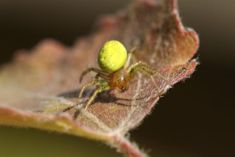 uk spiders – cucumber green orb spider