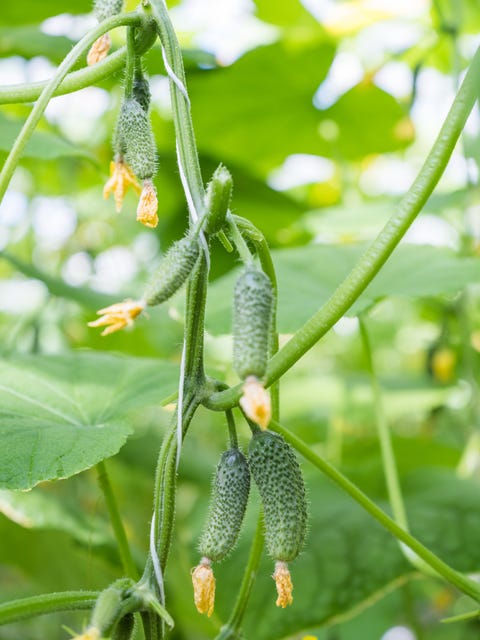 cucumbers grown in a greenhouse